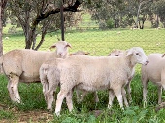 Australian White Commercial Rams