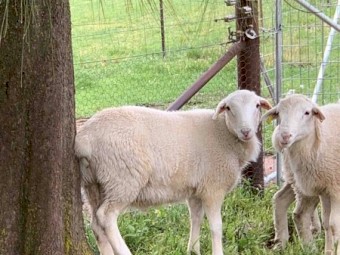 Australian White Commercial Rams
