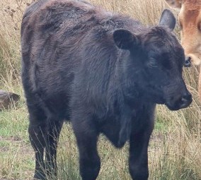 Pure Angus Bulls