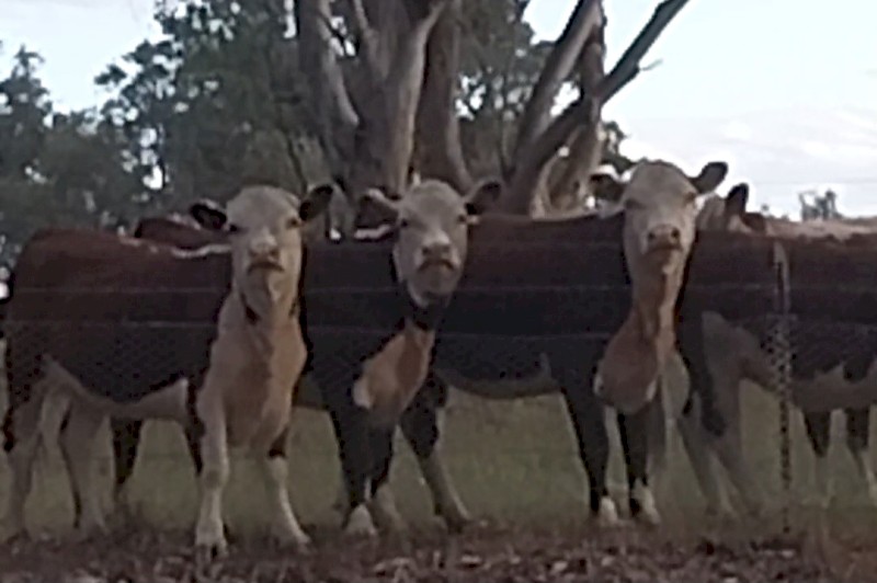 Quality Poll Hereford Heifers
