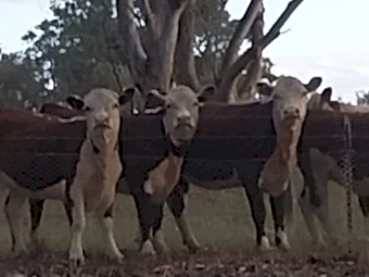 Quality Poll Hereford Heifers