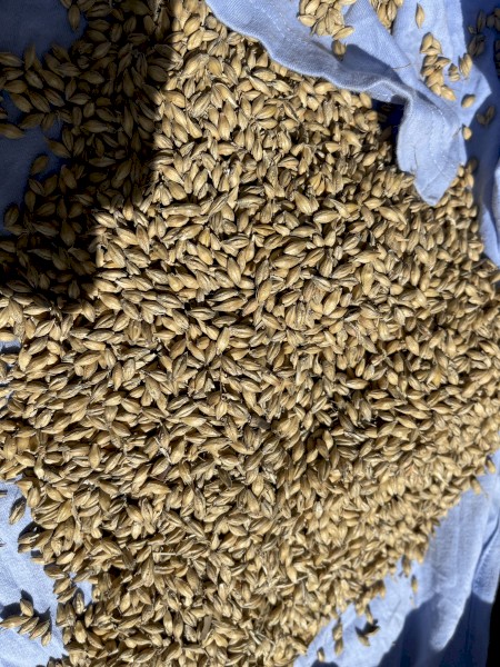 80mt Barley F3