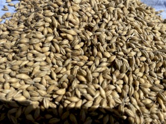 80mt Barley F3