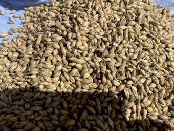 80mt Barley F3