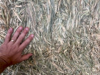 13 Wheaten Hay Bales