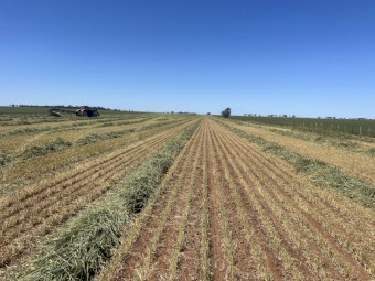 13 Wheaten Hay Bales