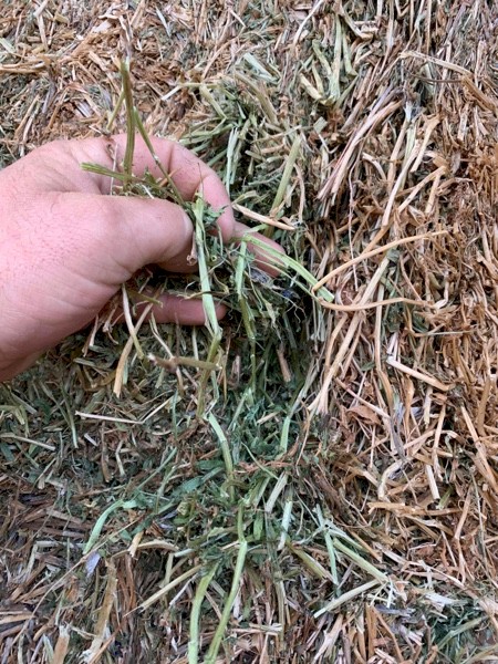 Vetch Hay 8x4x3 Bales