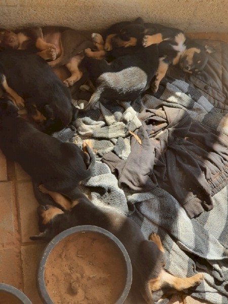 Kelpie Pups