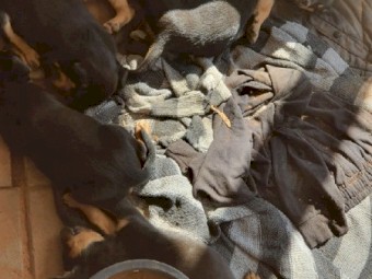 Kelpie Pups