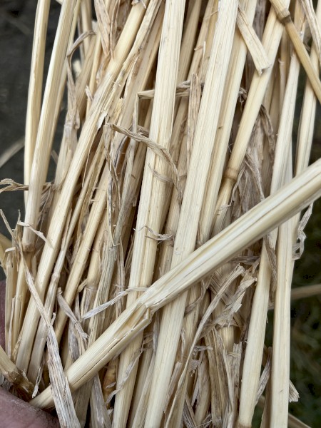 Wheat straw
