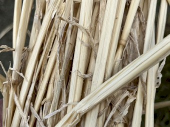 Wheat straw