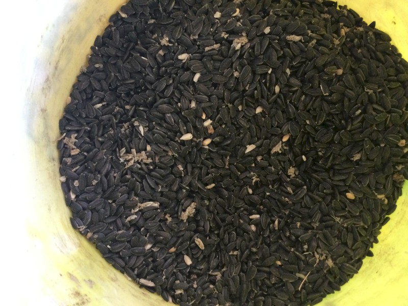 Black Sunflower
