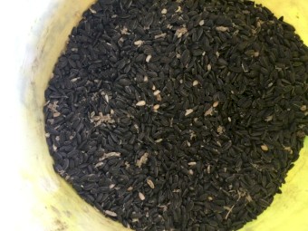 Black Sunflower