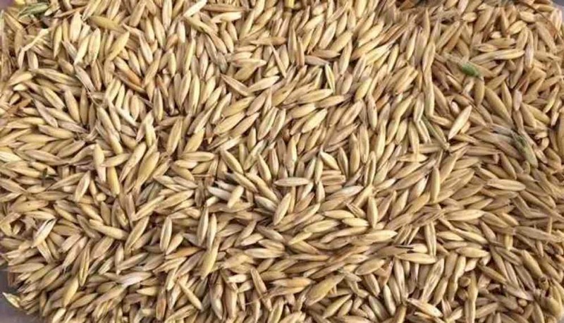 10Ton  Oats