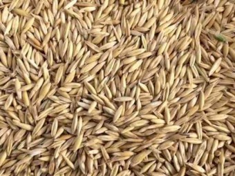 10Ton  Oats