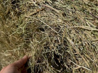 Ryegrass Pasture Hay 4x4 Round Bales