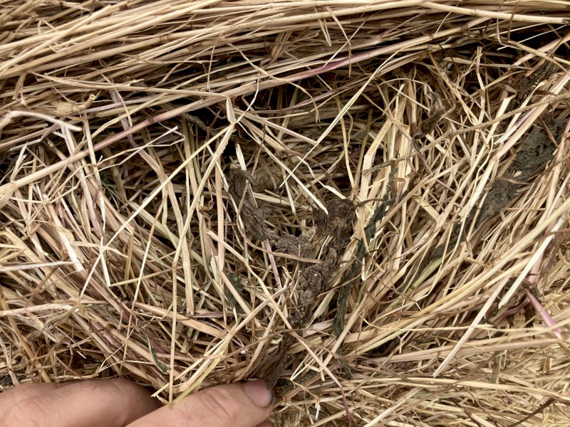 Pasture Hay 5x4 Rolls
