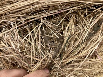 Pasture Hay 5x4 Rolls