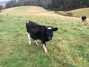 Fresian steers