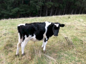 Fresian steers