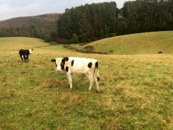 Fresian steers