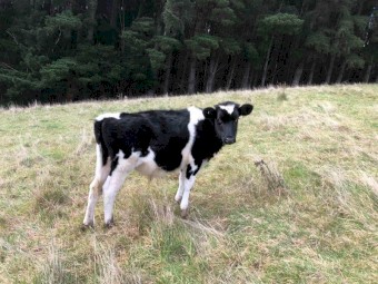 Fresian steers