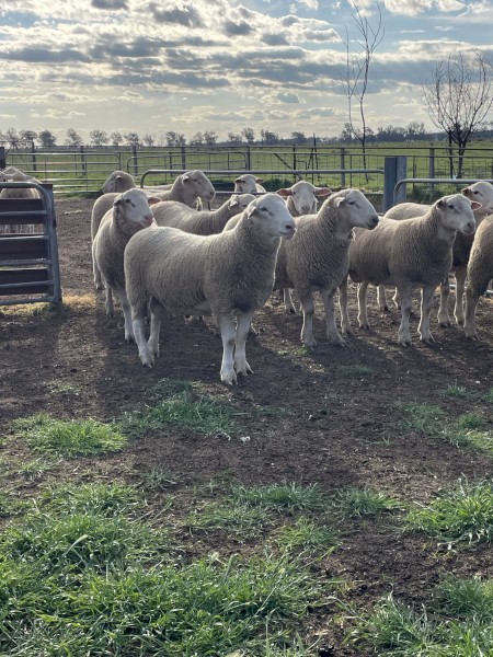 Hillgrove White Suffolk Flock Rams x 15