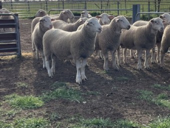 Hillgrove White Suffolk Flock Rams x 50
