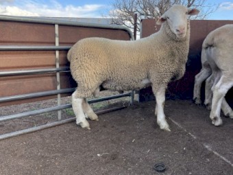 Hillgrove White Suffolk Flock Rams x 15