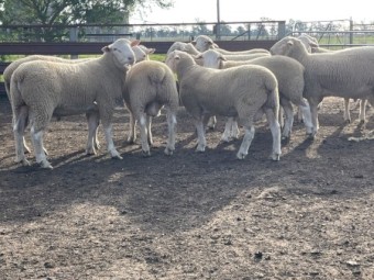 Hillgrove White Suffolk Flock Rams x 15