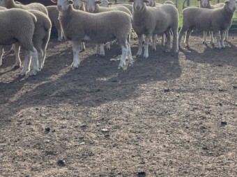 Hillgrove White Suffolk Flock Rams x 15