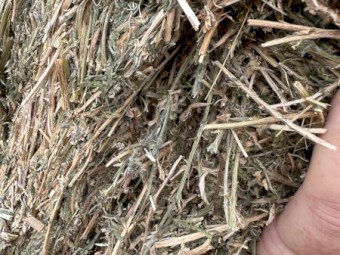 70mt Vetch Hay 8x4x3 Bales