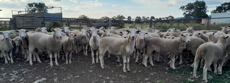 Nudie Ewe Lambs