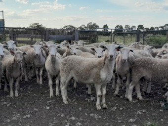 Nudie Ewe Lambs