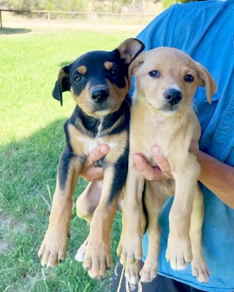 Purebred Registered Kelpies 
