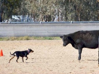 Purebred Registered Kelpies 
