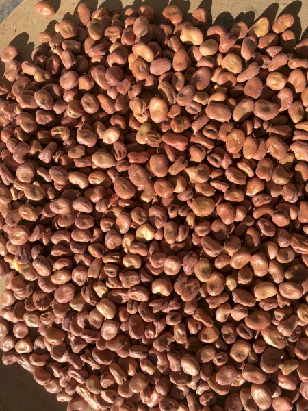 Faba Beans - Bendoc #1’s