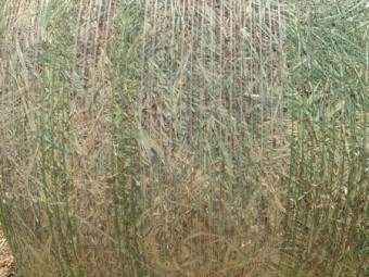 Oaten and oaten/rygrass hay 5x4 rounds 