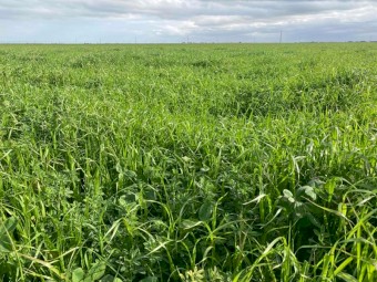 Lucerne, Ryegrass & Clover Silage