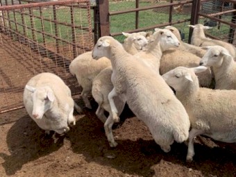 Aussie white x ewes  lambs F4/. F3