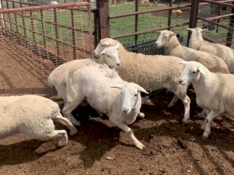 Aussie white x ewes  lambs F4/. F3