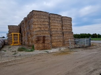8x4x3 Triticale/Pea Squares