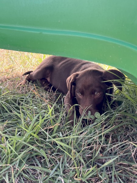 Kelpie Pups