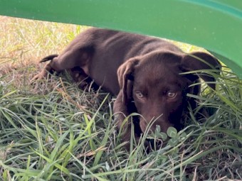 Kelpie Pups