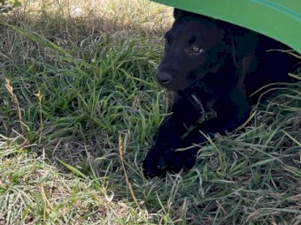 Kelpie Pups
