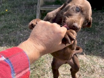 Kelpie Pups