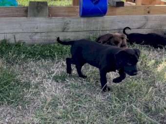 Kelpie Pups
