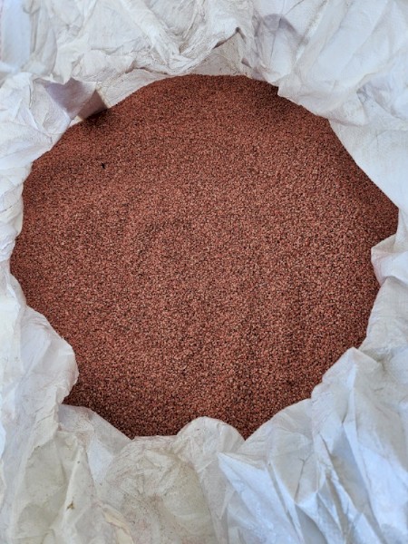 Scepter wheat 