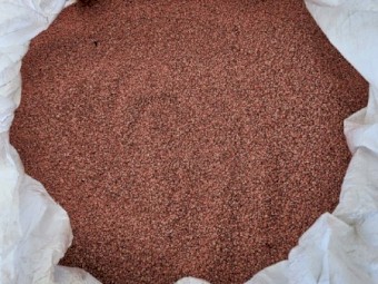 Scepter wheat 