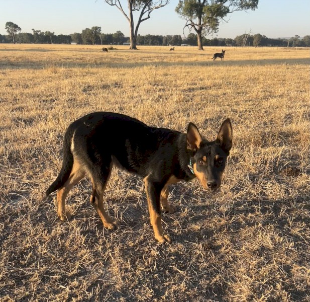 WKC registered started kelpie pup